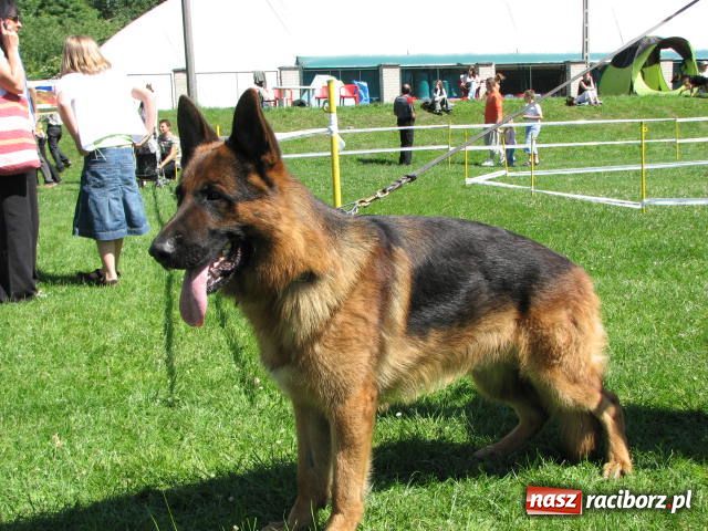 Zdjęcie w galerii na portalu naszraciborz.pl: Psie piękności w Raciborzu wiadomości z regionu
