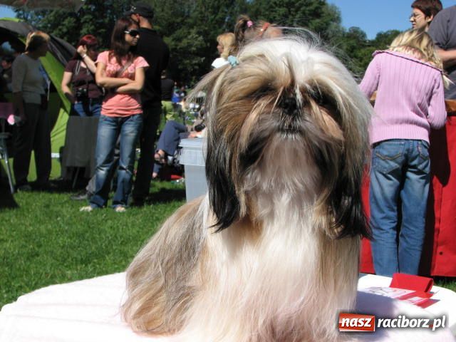 Zdjęcie w galerii na portalu naszraciborz.pl: Psie piękności w Raciborzu wiadomości z regionu