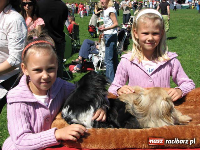Zdjęcie w galerii na portalu naszraciborz.pl: Psie piękności w Raciborzu wiadomości z regionu