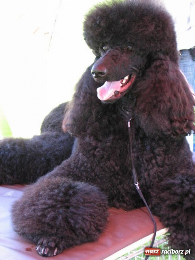 Zdjęcie w galerii na portalu naszraciborz.pl: Psie piękności w Raciborzu wiadomości z regionu