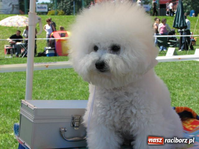 Zdjęcie w galerii na portalu naszraciborz.pl: Psie piękności w Raciborzu wiadomości z regionu