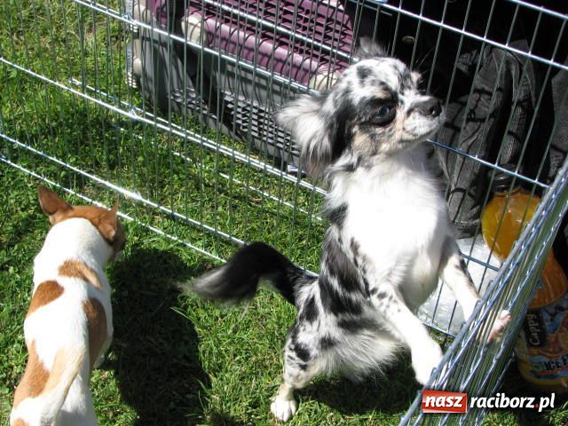 Zdjęcie w galerii na portalu naszraciborz.pl: Psie piękności w Raciborzu wiadomości z regionu