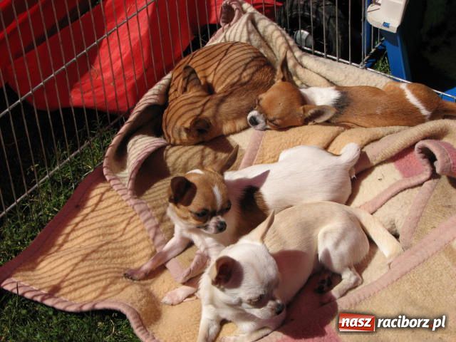 Zdjęcie w galerii na portalu naszraciborz.pl: Psie piękności w Raciborzu wiadomości z regionu