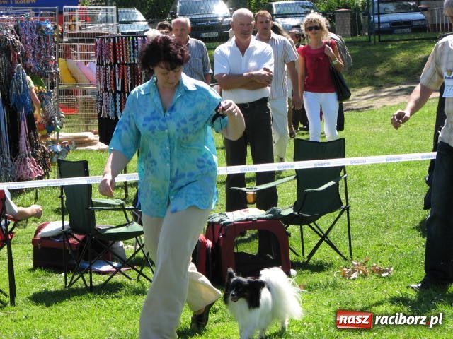 Zdjęcie w galerii na portalu naszraciborz.pl: Psie piękności w Raciborzu wiadomości z regionu