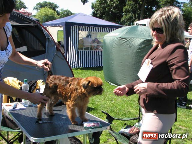 Zdjęcie w galerii na portalu naszraciborz.pl: Psie piękności w Raciborzu wiadomości z regionu