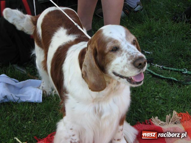 Zdjęcie w galerii na portalu naszraciborz.pl: Psie piękności w Raciborzu wiadomości z regionu