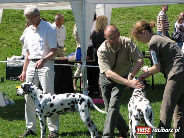 Zdjęcie w galerii na portalu naszraciborz.pl: Psie piękności w Raciborzu wiadomości z regionu