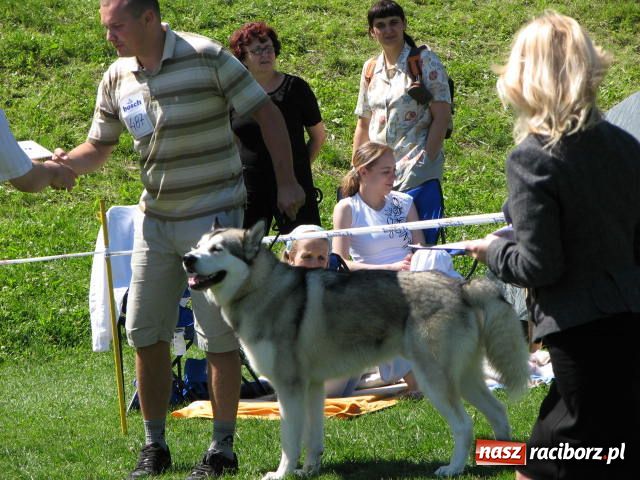 Zdjęcie w galerii na portalu naszraciborz.pl: Psie piękności w Raciborzu wiadomości z regionu