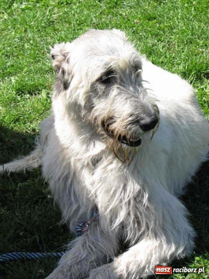 Zdjęcie w galerii na portalu naszraciborz.pl: Psie piękności w Raciborzu wiadomości z regionu