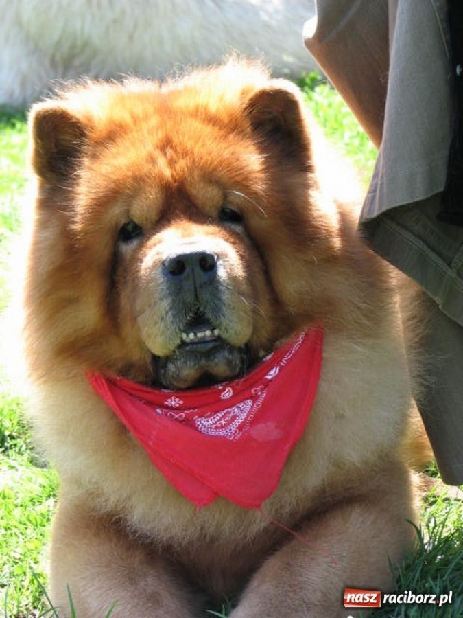 Zdjęcie w galerii na portalu naszraciborz.pl: Psie piękności w Raciborzu wiadomości z regionu