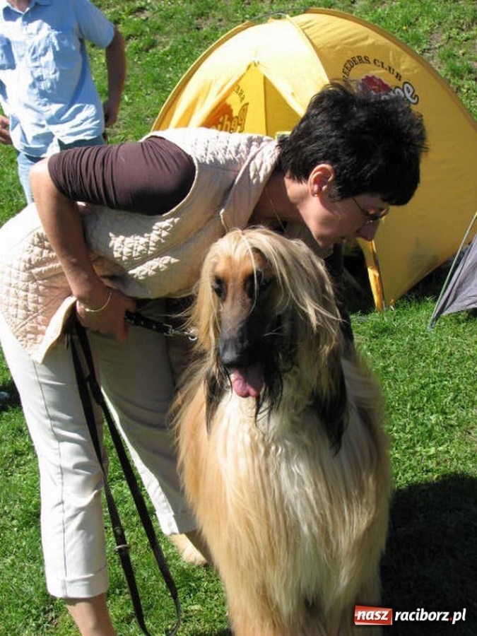 Zdjęcie w galerii na portalu naszraciborz.pl: Psie piękności w Raciborzu wiadomości z regionu