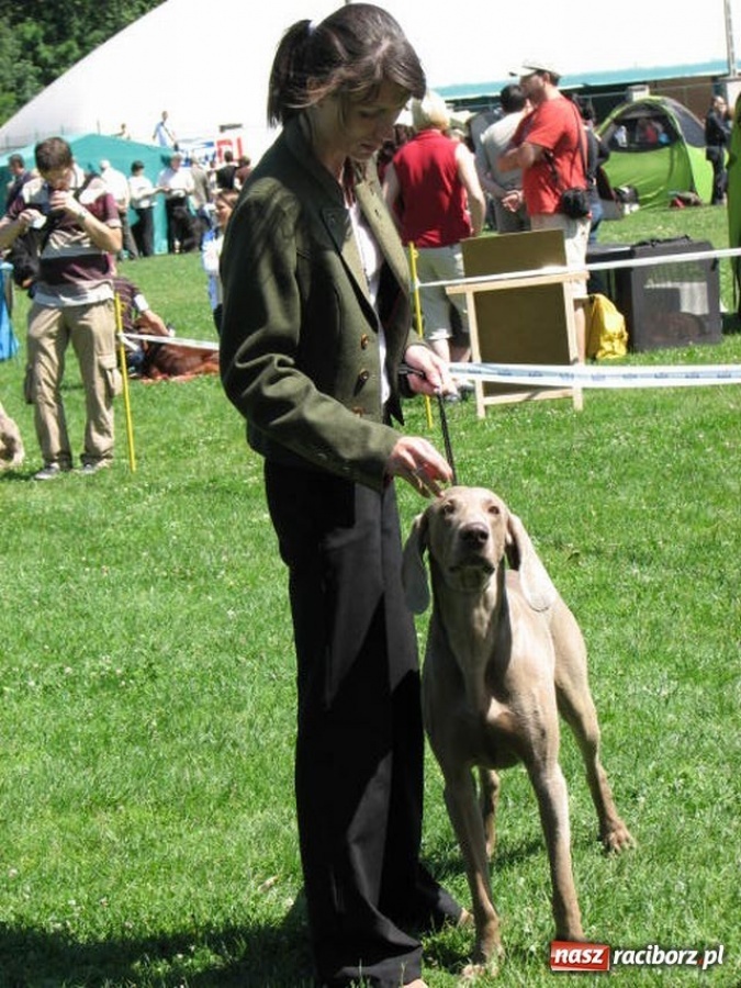 Zdjęcie w galerii na portalu naszraciborz.pl: Psie piękności w Raciborzu wiadomości z regionu