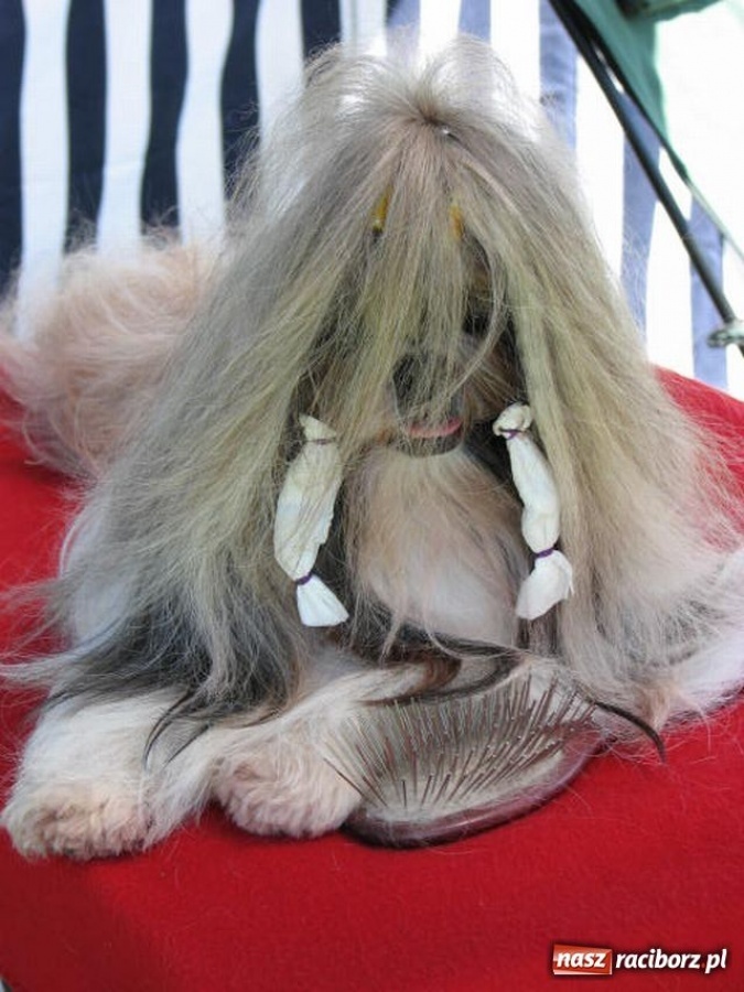 Zdjęcie w galerii na portalu naszraciborz.pl: Psie piękności w Raciborzu wiadomości z regionu