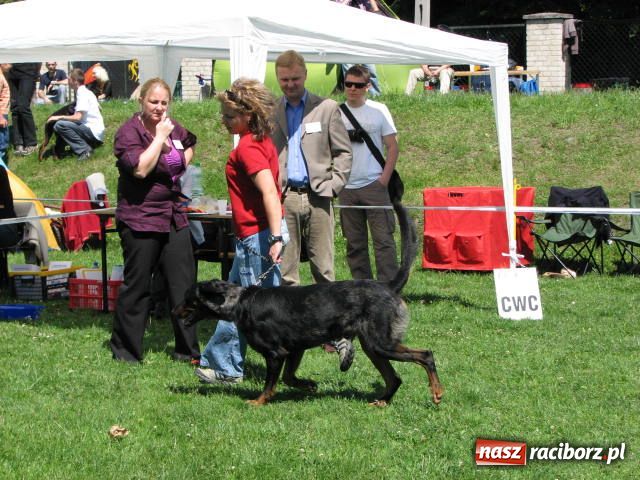 Zdjęcie w galerii na portalu naszraciborz.pl: Psie piękności w Raciborzu wiadomości z regionu