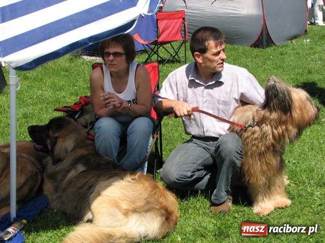 Zdjęcie w galerii na portalu naszraciborz.pl: Psie piękności w Raciborzu wiadomości z regionu