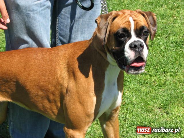 Zdjęcie w galerii na portalu naszraciborz.pl: Psie piękności w Raciborzu wiadomości z regionu