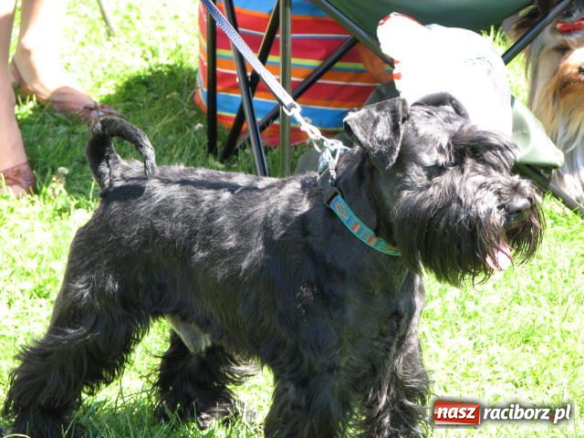 Zdjęcie w galerii na portalu naszraciborz.pl: Psie piękności w Raciborzu wiadomości z regionu