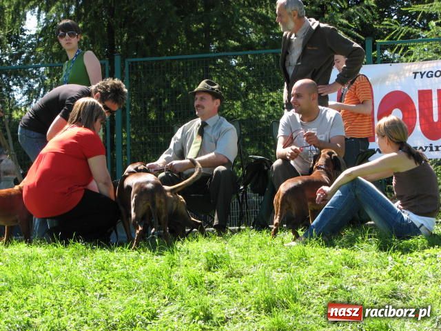 Zdjęcie w galerii na portalu naszraciborz.pl: Psie piękności w Raciborzu wiadomości z regionu