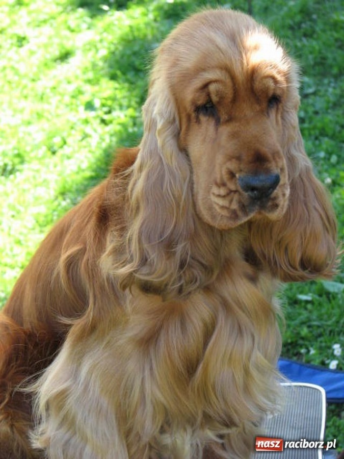 Zdjęcie w galerii na portalu naszraciborz.pl: Psie piękności w Raciborzu wiadomości z regionu