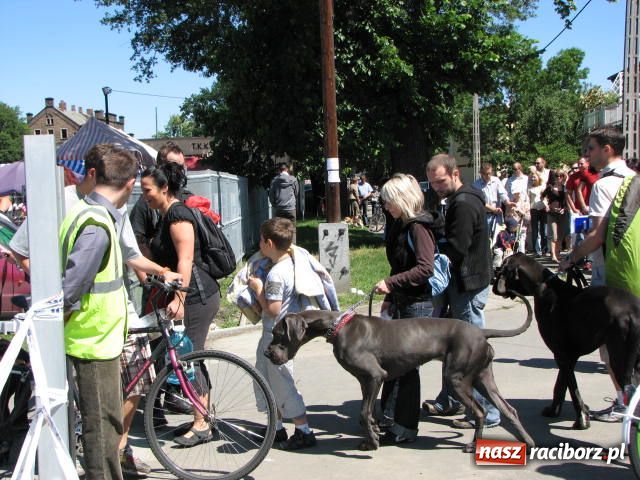 Zdjęcie w galerii na portalu naszraciborz.pl: Psie piękności w Raciborzu wiadomości z regionu