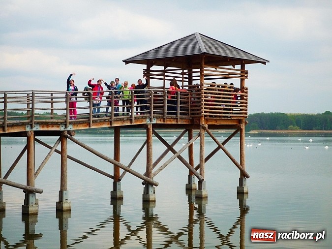 Zdjęcie w galerii na portalu naszraciborz.pl: Rok z życia pewnego pietrowickiego boćka wiadomości z regionu