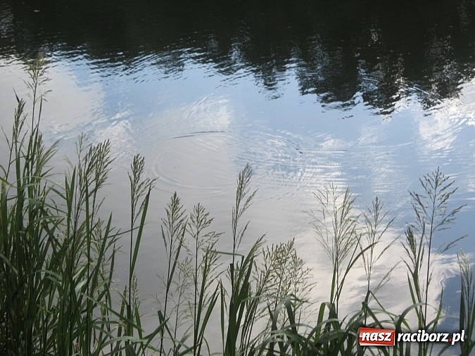 Zdjęcie w galerii na portalu naszraciborz.pl: I Mistrzostwa Polski MOW w Wędkarstwie Spławikowym przy starym opactwie wiadomości z regionu