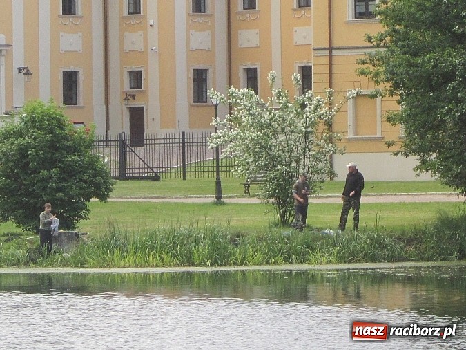 Zdjęcie w galerii na portalu naszraciborz.pl: I Mistrzostwa Polski MOW w Wędkarstwie Spławikowym przy starym opactwie wiadomości z regionu