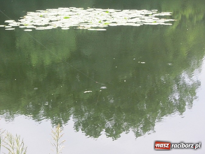 Zdjęcie w galerii na portalu naszraciborz.pl: I Mistrzostwa Polski MOW w Wędkarstwie Spławikowym przy starym opactwie wiadomości z regionu