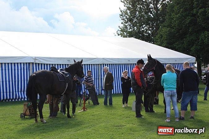 Zdjęcie w galerii na portalu naszraciborz.pl: Wczoraj konie podkuwali, dziś międzynarodowe zawody konne w skokach przez przeszkody wiadomości z regionu