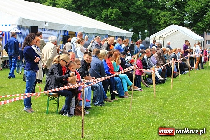 Zdjęcie w galerii na portalu naszraciborz.pl: Potęga skoku, czyli Międzynarodowe Zawody Konne w skokach przez przeszkody wiadomości z regionu