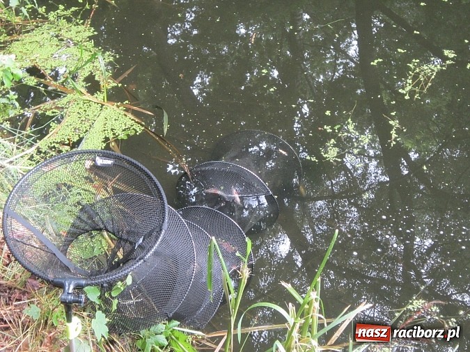 Zdjęcie w galerii na portalu naszraciborz.pl: Najlepsi okazali się wędkarze z rudzkiego MOW-u wiadomości z regionu