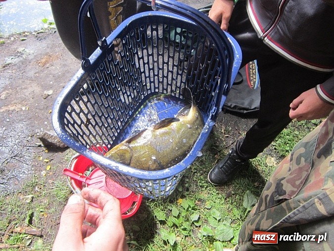 Zdjęcie w galerii na portalu naszraciborz.pl: Najlepsi okazali się wędkarze z rudzkiego MOW-u wiadomości z regionu