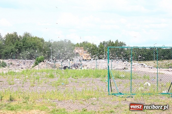 Zdjęcie w galerii na portalu naszraciborz.pl: Wesele na składowisku odpad&oacute;w? Czemu nie! wiadomości z regionu