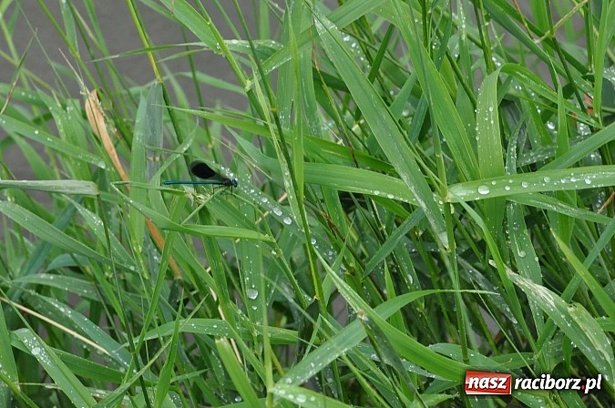 Zdjęcie w galerii na portalu naszraciborz.pl: Rekordowe bajkowe jubileuszowe Pływadło wiadomości z regionu