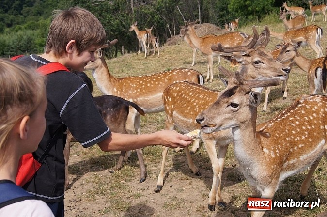 Zdjęcie w galerii na portalu naszraciborz.pl: Zielona lekcja czwórki  wiadomości z regionu