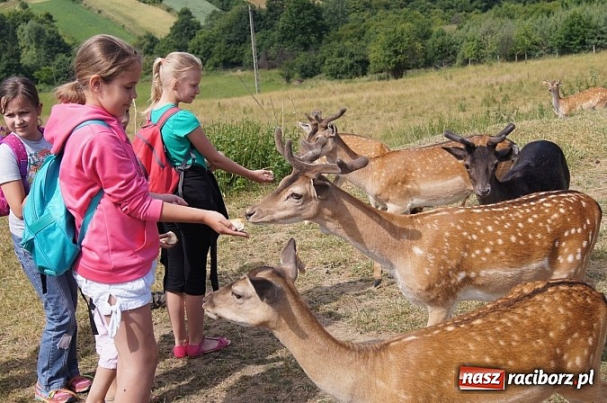 Zdjęcie w galerii na portalu naszraciborz.pl: Zielona lekcja czwórki  wiadomości z regionu