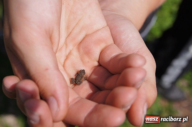 Zdjęcie w galerii na portalu naszraciborz.pl: Zielona lekcja czwórki  wiadomości z regionu