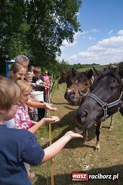 Zdjęcie w galerii na portalu naszraciborz.pl: Zielona lekcja czwórki  wiadomości z regionu
