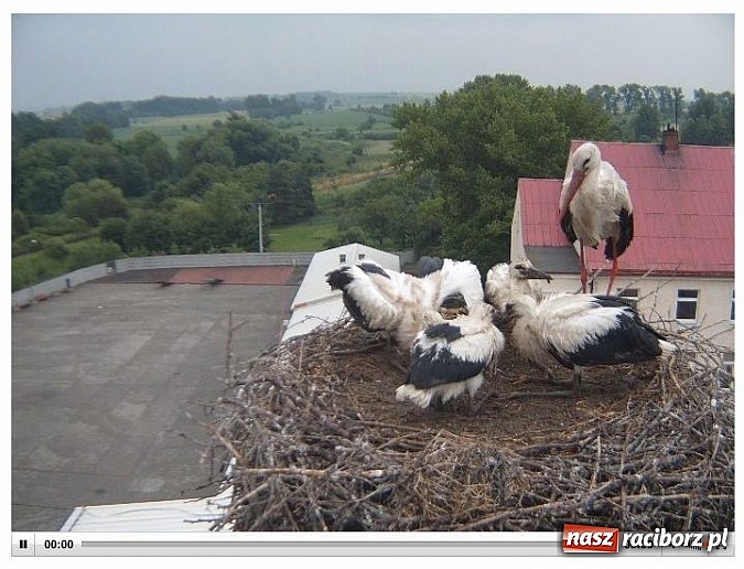 Zdjęcie w galerii na portalu naszraciborz.pl: Strażacy ratowali boćka z gniazda na kominie w Pietrowicach Wielkich wiadomości z regionu