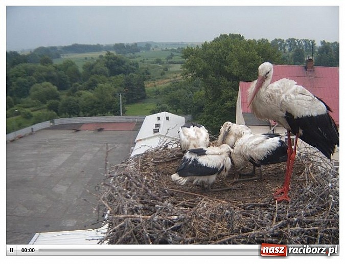 Zdjęcie w galerii na portalu naszraciborz.pl: Strażacy ratowali boćka z gniazda na kominie w Pietrowicach Wielkich wiadomości z regionu