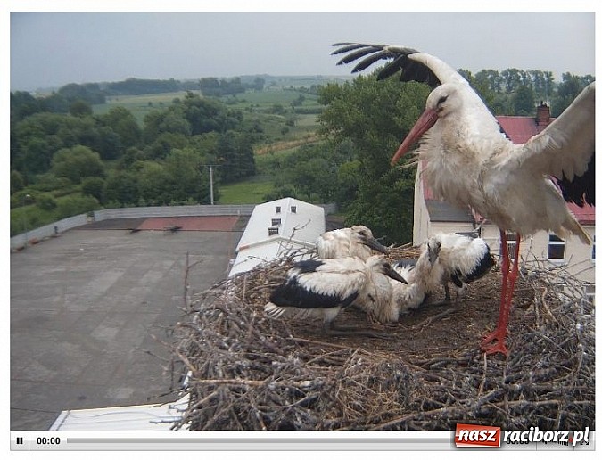 Zdjęcie w galerii na portalu naszraciborz.pl: Strażacy ratowali boćka z gniazda na kominie w Pietrowicach Wielkich wiadomości z regionu