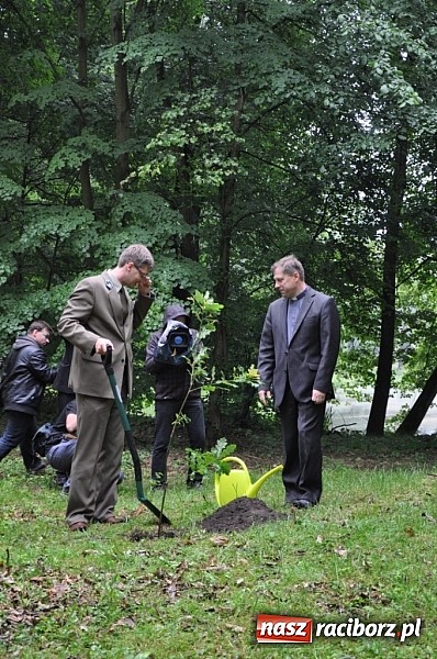 Zdjęcie w galerii na portalu naszraciborz.pl: Dąb Cysters ma już swoich potomków wiadomości z regionu