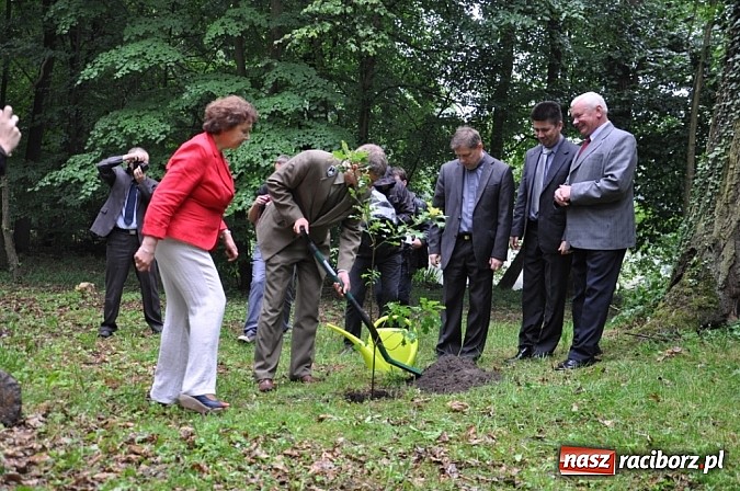 Zdjęcie w galerii na portalu naszraciborz.pl: Dąb Cysters ma już swoich potomków wiadomości z regionu
