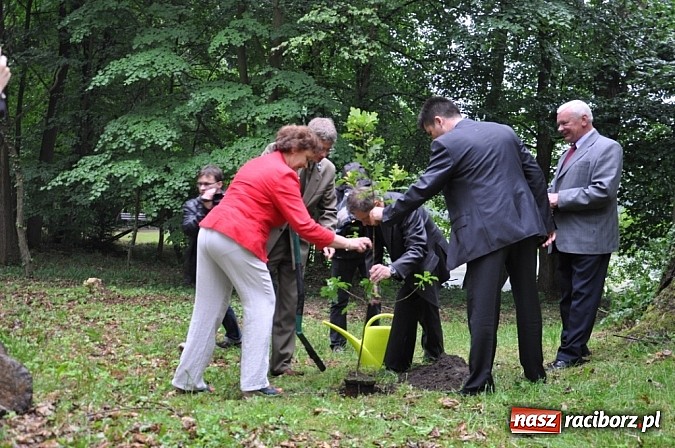 Zdjęcie w galerii na portalu naszraciborz.pl: Dąb Cysters ma już swoich potomków wiadomości z regionu