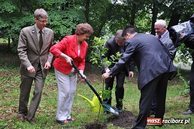 Zdjęcie w galerii na portalu naszraciborz.pl: Dąb Cysters ma już swoich potomków wiadomości z regionu