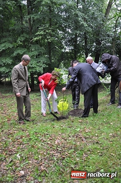 Zdjęcie w galerii na portalu naszraciborz.pl: Dąb Cysters ma już swoich potomków wiadomości z regionu