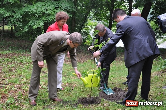 Zdjęcie w galerii na portalu naszraciborz.pl: Dąb Cysters ma już swoich potomków wiadomości z regionu