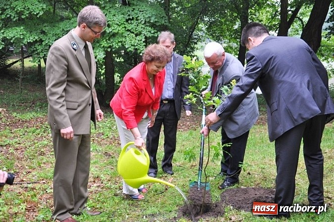 Zdjęcie w galerii na portalu naszraciborz.pl: Dąb Cysters ma już swoich potomków wiadomości z regionu