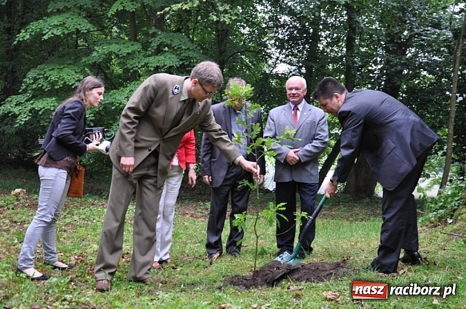 Zdjęcie w galerii na portalu naszraciborz.pl: Dąb Cysters ma już swoich potomków wiadomości z regionu
