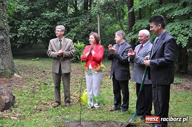 Zdjęcie w galerii na portalu naszraciborz.pl: Dąb Cysters ma już swoich potomków wiadomości z regionu